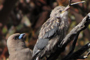 Dusky Woodswallow (Artamus cyanopterus)
